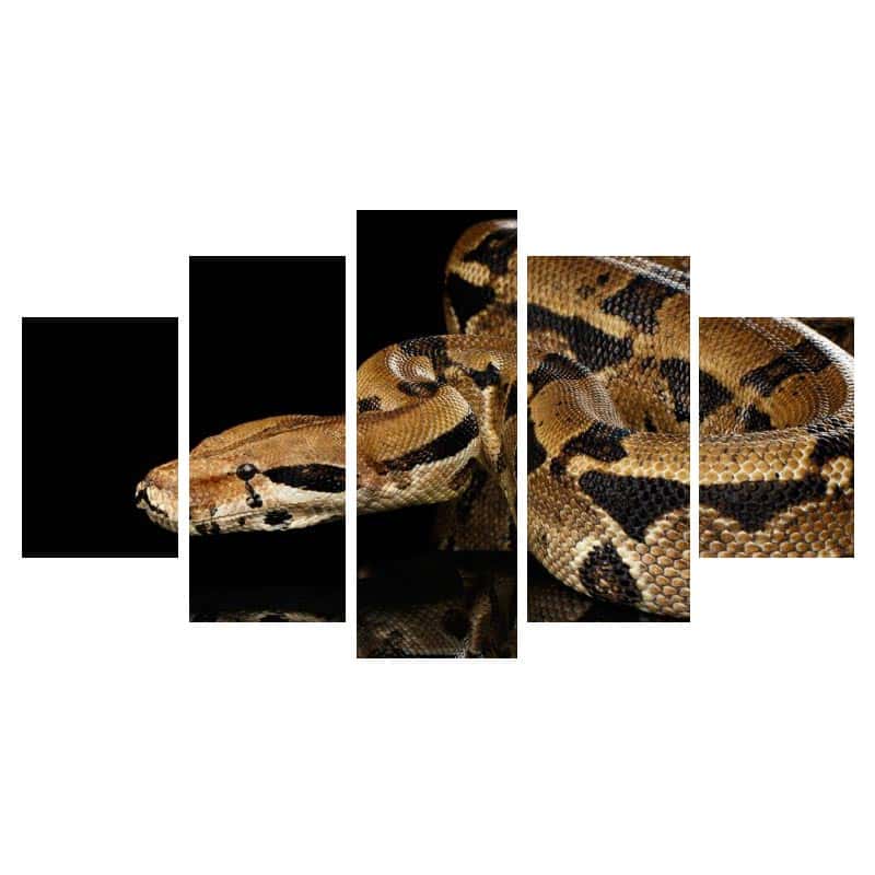 Slange Billeder Python Netmønster