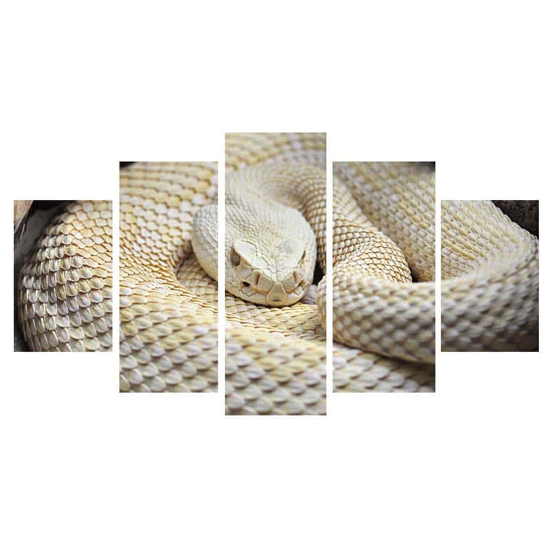 Slange Billeder Albino