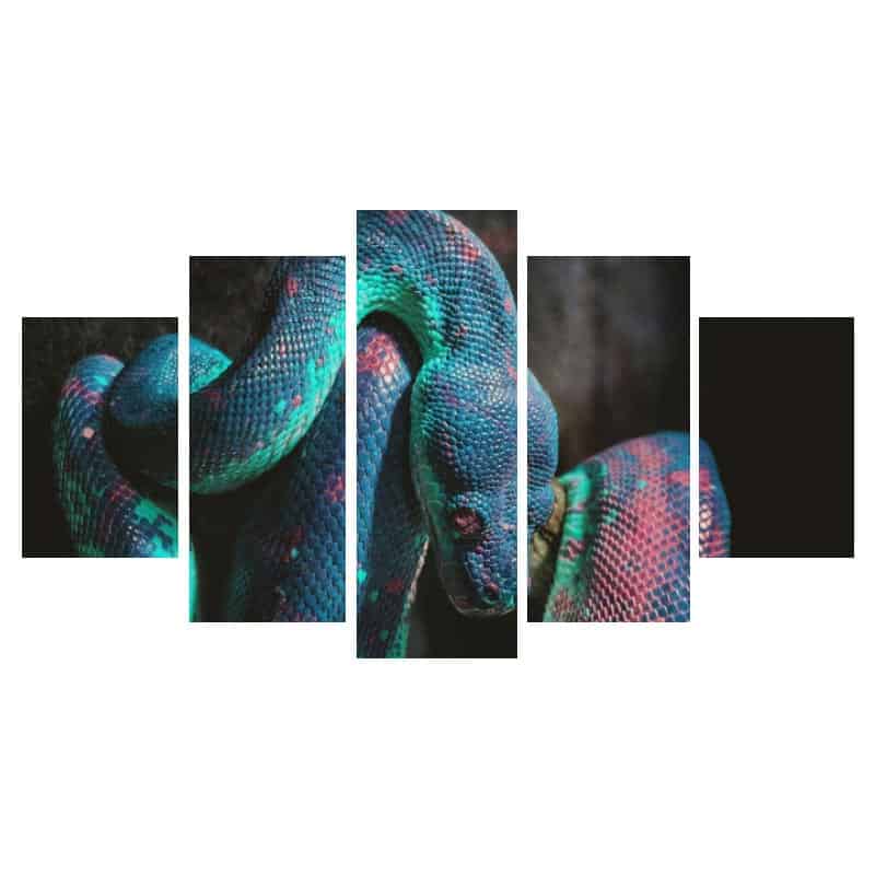 Slange Billeder Iridescent
