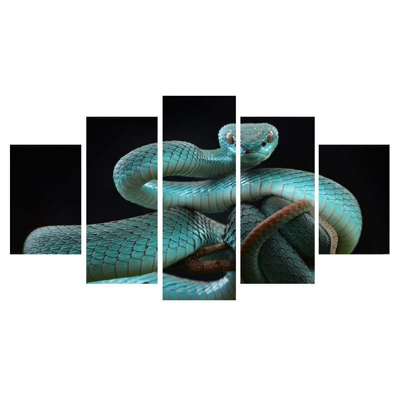 Slange Billeder Blå Viper