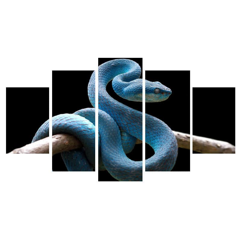 Slange Billeder Blå Viper
