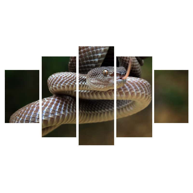 Slange Billeder Brun Viper